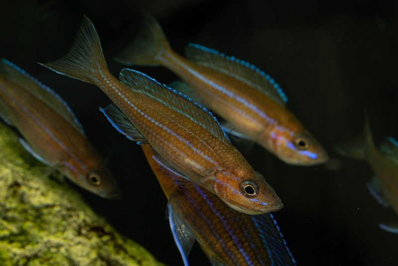 Paracyprichromis nigripinnis 'Kantalamba'